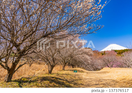 (静岡県)裾野市梅の里 満開の紅白梅 新雪富士 (静岡県)裾野市梅の里 満開の紅白梅 新雪富士 137376517