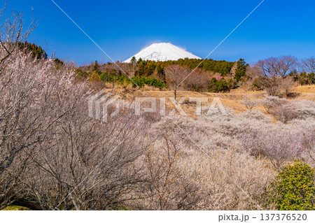 (静岡県)裾野市梅の里 満開の紅白梅 新雪富士 (静岡県)裾野市梅の里 満開の紅白梅 新雪富士 137376520