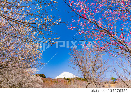 (静岡県)裾野市梅の里 満開の紅白梅 新雪富士 (静岡県)裾野市梅の里 満開の紅白梅 新雪富士 137376522