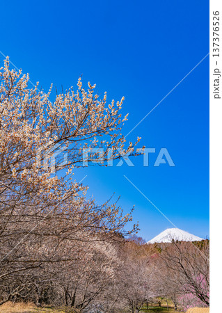 (静岡県)裾野市梅の里 満開の紅白梅 新雪富士 (静岡県)裾野市梅の里 満開の紅白梅 新雪富士 137376526