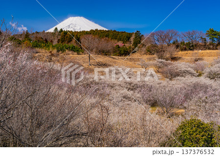 （静岡県）裾野市梅の里　満開の紅白梅　新雪富士 137376532