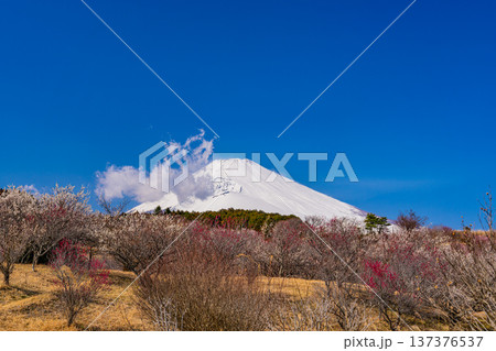 （静岡県）裾野市梅の里　満開の紅白梅　新雪富士 137376537