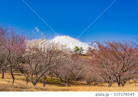 （静岡県）裾野市梅の里　満開の紅白梅　新雪富士 137376543