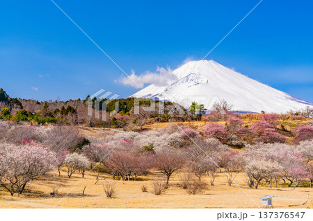 （静岡県）裾野市梅の里　満開の紅白梅　新雪富士 137376547