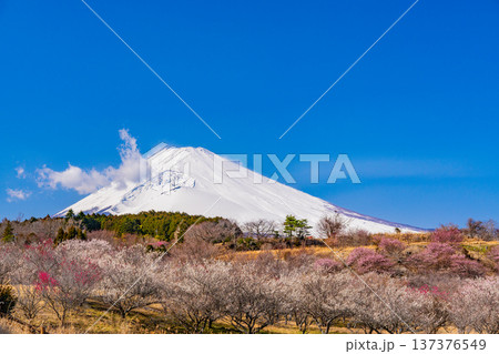 (静岡県)裾野市梅の里 満開の紅白梅 新雪富士 (静岡県)裾野市梅の里 満開の紅白梅 新雪富士 137376549