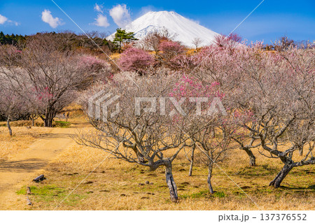 （静岡県）裾野市梅の里　満開の紅白梅　新雪富士 137376552