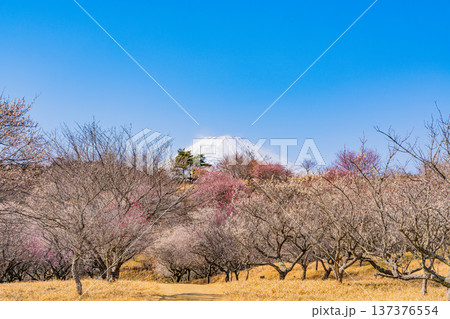 （静岡県）裾野市梅の里　満開の紅白梅　新雪富士 137376554