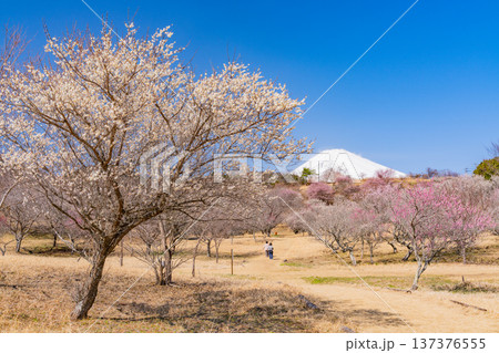（静岡県）裾野市梅の里　満開の紅白梅　新雪富士 137376555