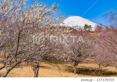 (静岡県)裾野市梅の里 満開の紅白梅 新雪富士 (静岡県)裾野市梅の里 満開の紅白梅 新雪富士 137376559