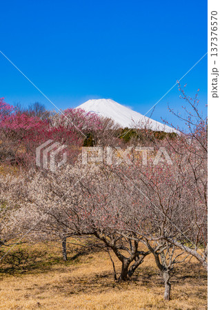 (静岡県)裾野市梅の里 満開の紅白梅 新雪富士 (静岡県)裾野市梅の里 満開の紅白梅 新雪富士 137376570