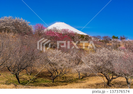 (静岡県)裾野市梅の里 満開の紅白梅 新雪富士 (静岡県)裾野市梅の里 満開の紅白梅 新雪富士 137376574
