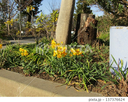 冬の花黄色い奇麗な水仙の花 冬の花黄色い奇麗な水仙の花 137376624