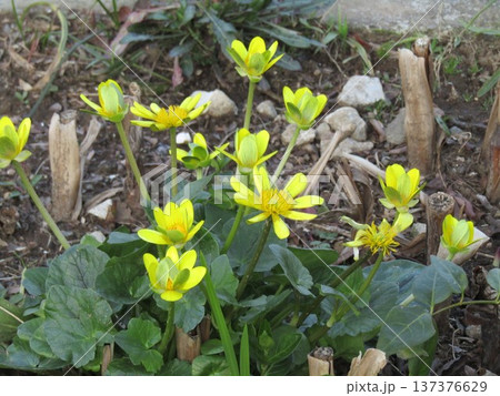 この黄色い花は食料にもなるツワブキの花 137376629