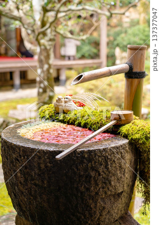 京都府長岡京市　西山　楊谷寺 (柳谷観音)　もみじの庭手水（紅葉） 137377047