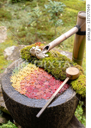 京都府長岡京市　西山　楊谷寺 (柳谷観音)　もみじの庭手水（紅葉） 137377049