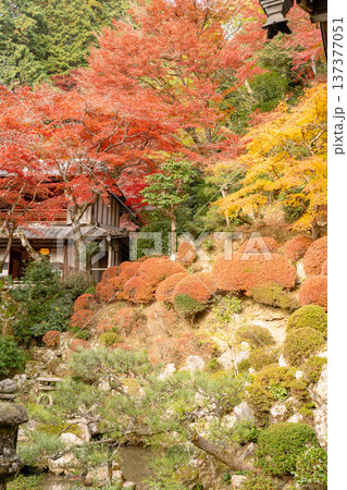 京都府長岡京市 西山 楊谷寺 (柳谷観音) 紅葉の浄土苑と上書院 京都府長岡京市 西山 楊谷寺 (柳谷観音) 紅葉の浄土苑と上書院 137377051