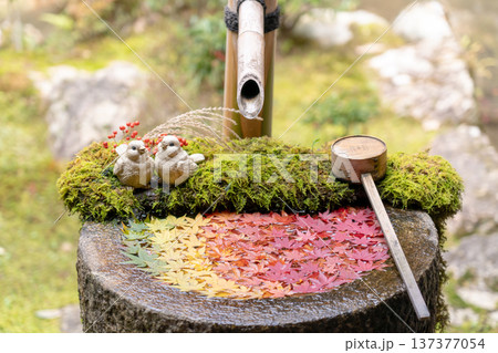 京都府長岡京市　西山　楊谷寺 (柳谷観音)　もみじの庭手水（紅葉） 137377054