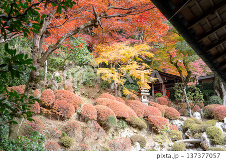 京都府長岡京市　西山　楊谷寺 (柳谷観音)　紅葉の浄土苑 137377057