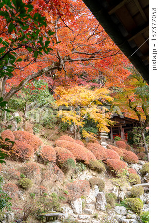京都府長岡京市　西山　楊谷寺 (柳谷観音)　紅葉の浄土苑 137377058