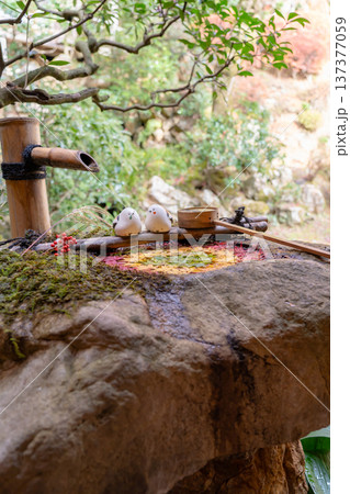 京都府長岡京市　西山　楊谷寺 (柳谷観音)　もみじの庭手水（紅葉） 137377059