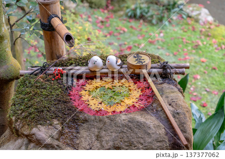 京都府長岡京市　西山　楊谷寺 (柳谷観音)　もみじの庭手水（紅葉） 137377062