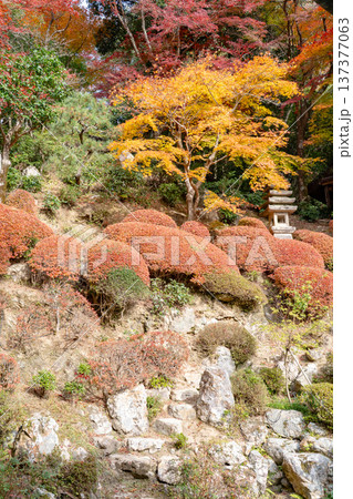 京都府長岡京市 西山 楊谷寺 (柳谷観音) 紅葉の浄土苑 京都府長岡京市 西山 楊谷寺 (柳谷観音) 紅葉の浄土苑 137377063