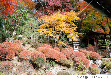 京都府長岡京市 西山 楊谷寺 (柳谷観音) 紅葉の浄土苑 京都府長岡京市 西山 楊谷寺 (柳谷観音) 紅葉の浄土苑 137377064