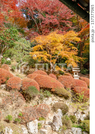 京都府長岡京市 西山 楊谷寺 (柳谷観音) 紅葉の浄土苑 京都府長岡京市 西山 楊谷寺 (柳谷観音) 紅葉の浄土苑 137377065