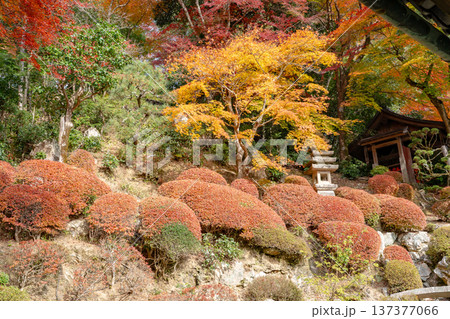 京都府長岡京市 西山 楊谷寺 (柳谷観音) 紅葉の浄土苑 京都府長岡京市 西山 楊谷寺 (柳谷観音) 紅葉の浄土苑 137377066