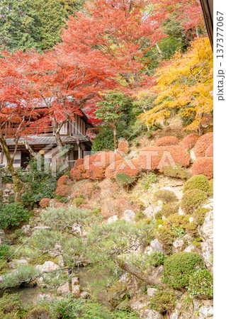 京都府長岡京市 西山 楊谷寺 (柳谷観音) 紅葉の浄土苑と上書院 京都府長岡京市 西山 楊谷寺 (柳谷観音) 紅葉の浄土苑と上書院 137377067