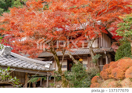 京都府長岡京市　西山　楊谷寺 (柳谷観音)　紅葉の浄土苑と上書院 137377070