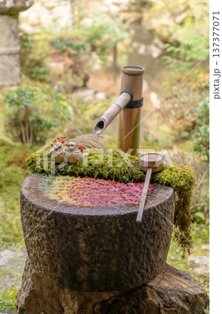 京都府長岡京市 西山 楊谷寺 (柳谷観音) もみじの庭手水(紅葉) 京都府長岡京市 西山 楊谷寺 (柳谷観音) もみじの庭手水(紅葉) 137377071
