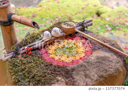 京都府長岡京市 西山 楊谷寺 (柳谷観音) もみじの庭手水(紅葉) 京都府長岡京市 西山 楊谷寺 (柳谷観音) もみじの庭手水(紅葉) 137377074