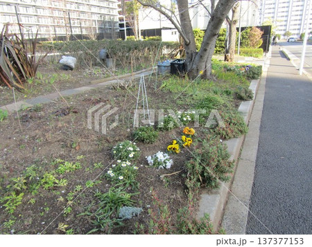 開花が進んだ稲毛海岸駅前河津桜 137377153