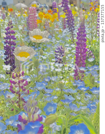 水色と紫の花畑 137377155