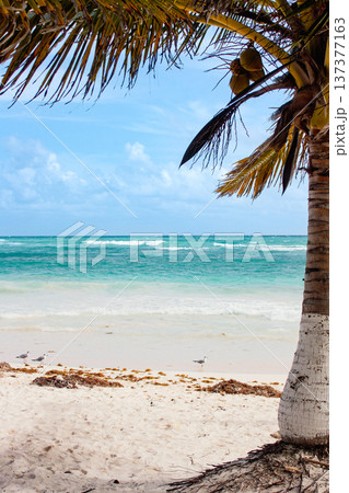 Palm tree on tropical caribbean beach on a bright summer day Palm tree on tropical caribbean beach on a bright summer day 137377163