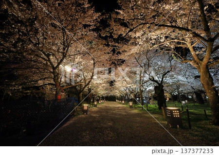 鶴ヶ城 桜ライトアップ／福島県会津若松市 137377233