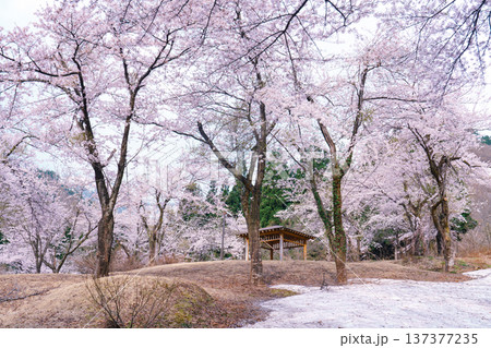 山形県小国町 飯豊連峰の麓に咲く残雪と桜の風景 山形県小国町 飯豊連峰の麓に咲く残雪と桜の風景 137377235