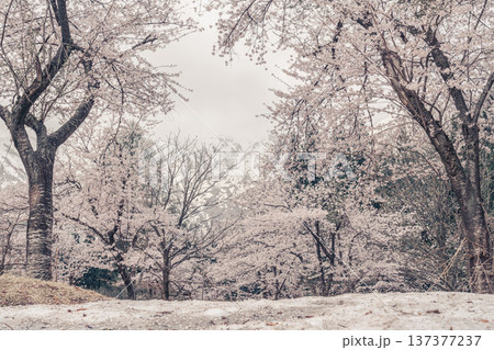 山形県小国町 飯豊連峰の麓に咲く残雪と桜の風景 137377237