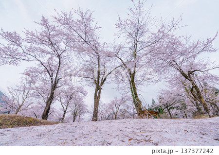 山形県小国町 飯豊連峰の麓に咲く残雪と桜の風景 山形県小国町 飯豊連峰の麓に咲く残雪と桜の風景 137377242