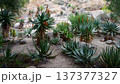 Century Plant Agave Aloe Ferox 137377327