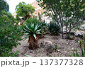 Century Plant Agave Aloe Ferox 137377328