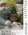 Century Plant Agave Aloe Ferox 137377329