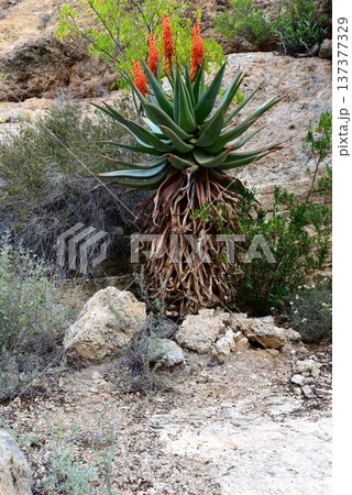 Century Plant Agave Aloe Ferox Century Plant Agave Aloe Ferox 137377329