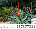 Century Plant Agave Aloe Ferox 137377331