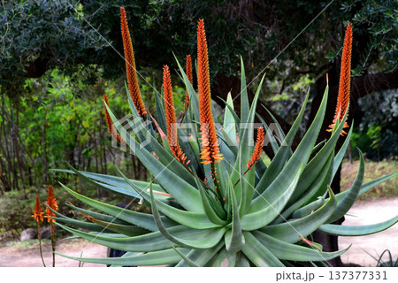 Century Plant Agave Aloe Ferox 137377331