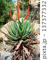 Century Plant Agave Aloe Ferox 137377332