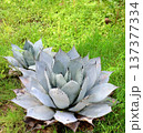 Century Plant Agave 137377334