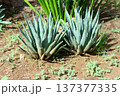 Century Plant Agave 137377335