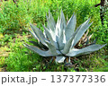Century Plant Agave 137377336